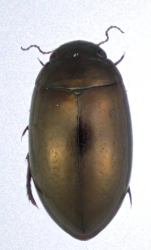 Ilybius chalconatus